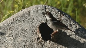 Video of a male Spanish Sparrow drinking water from a fountain