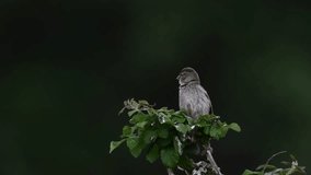 Video of a Moorish sparrow on a treetop