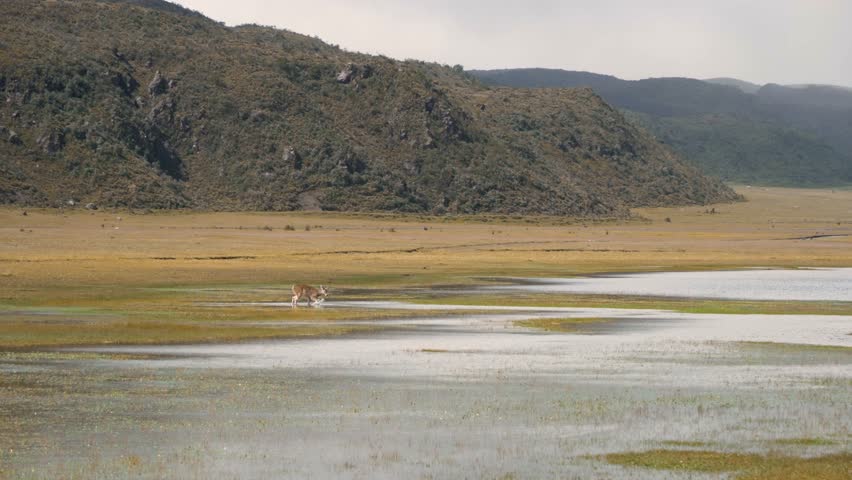 Deer drinks water from floodplain river in cotopaxi national park ecuador then runs across
