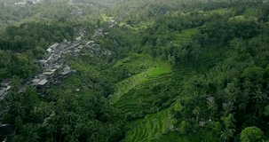 Drone View of Bali. Tegalalang Rice Terrace 