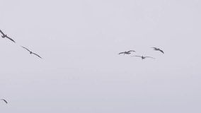 Shot on RED, California USA 4K Flock of pelicans in cloudy sky slow motion. Large pelicans flying together high above ocean. Video of many wild birds flying together. Wild nature marine background