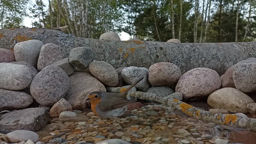 European robin (Erithacus rubecula) bathes in a puddle, profile. Washing a bird with a bright orange breast. Video.