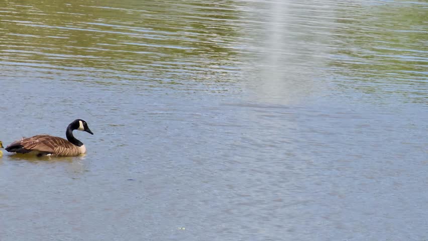 Two Canadian geese swimming across the rippling waters of a lake with several yellow goslings and lush green trees, grass and plants in Marietta Georgia USA
