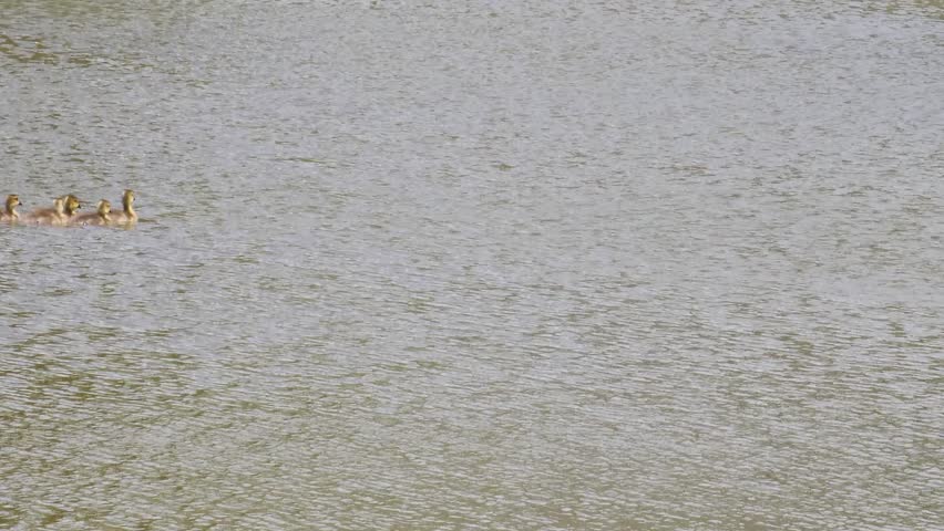 Two Canadian geese swimming across the rippling waters of a lake with several yellow goslings and lush green trees, grass and plants in Marietta Georgia USA