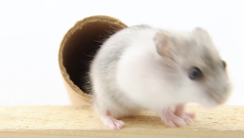 Three hamsters take turns running out of the pipe and running away on a white background. Gray and white hamsters and come out of the cardboard tunnel. A family of curious rodents. Cute muzzles pets.