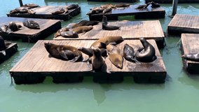4K HD video of sea lions hauled out on floating docks and sea lions swimming, socializing, playing in the water. Viewed from above.
