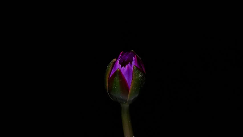 4K time lapse footage of blooming purple water lily flower from bud to full blossom then back to bud isolated on black background, beautiful lotus flower timelapse  video close up shot. Royalty-Free Stock Footage #1103884453