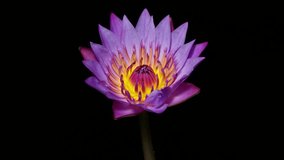 4K time lapse footage of blooming purple water lily flower from bud to full blossom then back to bud isolated on black background, beautiful lotus flower timelapse  video close up shot.