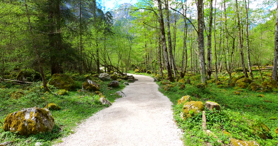 Walk in Berchtesgaden National Park thru forest
