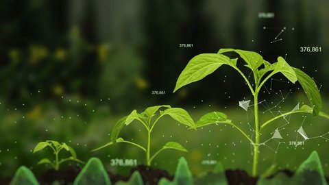 Agricultural technologies for growing plants and scientific research in the field of biology and chemistry of nature. Living green sprout in the hands of a farmer. Organic digital background วิดีโอสต็อก