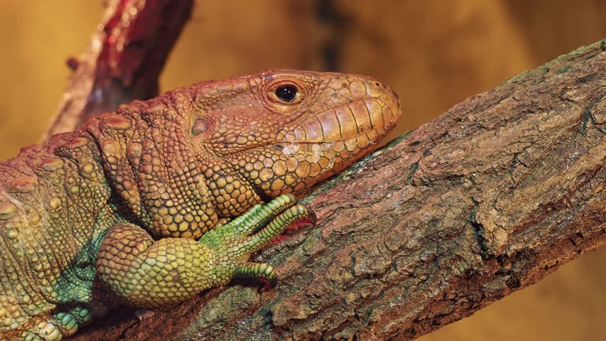 Northern Caiman Lizard on the trunk, Dracaena guianensis