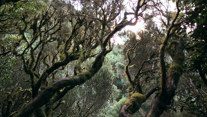 Mysterious Forest and unusual shape of trees