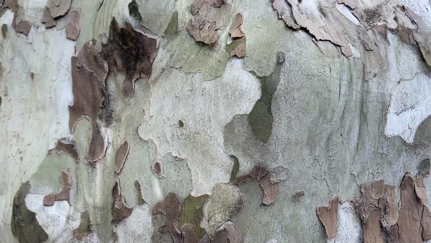 Tree bark in Les Cévennes - France