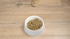 a red cat pushes a white bowl with delicious dry food towards him with his paw to eat, close-up. Pet care concept. A funny video