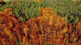 Zoom footage of trees in autumn by a drone with green, yellow orange colors, drone point of view