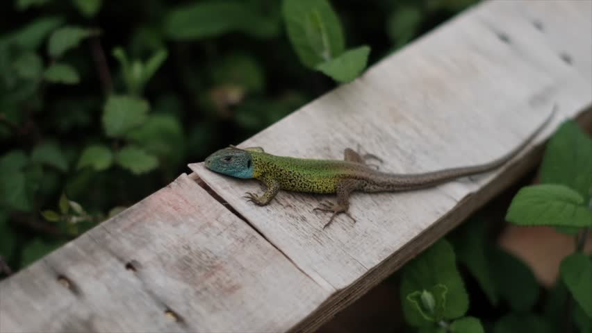 Captivating Chromatic Display: Close-Up of Static Blizzard with Green Body and Blue Head