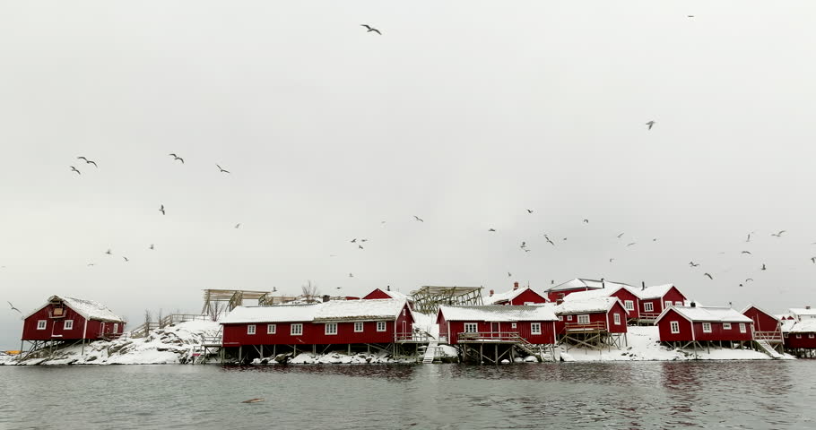 Seagulls fly erratically above iconic red fishermen's cabins, Reine Lofoten