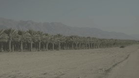 An oblique perspective shot, of a large palm grove in the middle, and vast desert mountains in the background. a 4K F-log video clip.
