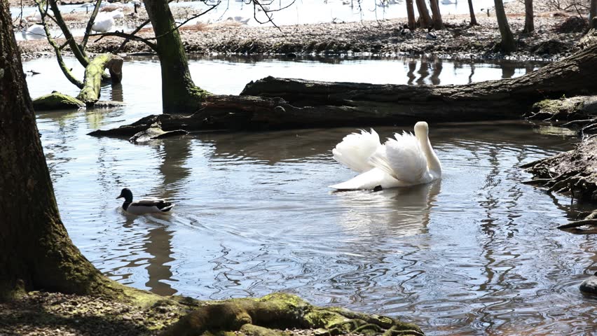 Swans on the shore of the lake.