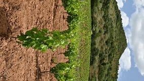 Vine stock with bunches of Cannonau grapes. Leaves of a vine stock blown by the wind in a vineyard in Sardinia. Traditional agriculture. Footage.
