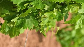 Vine stock with bunches of Cannonau grapes. Leaves of a vine stock blown by the wind in a vineyard in Sardinia. Traditional agriculture. Footage, slow motion.
