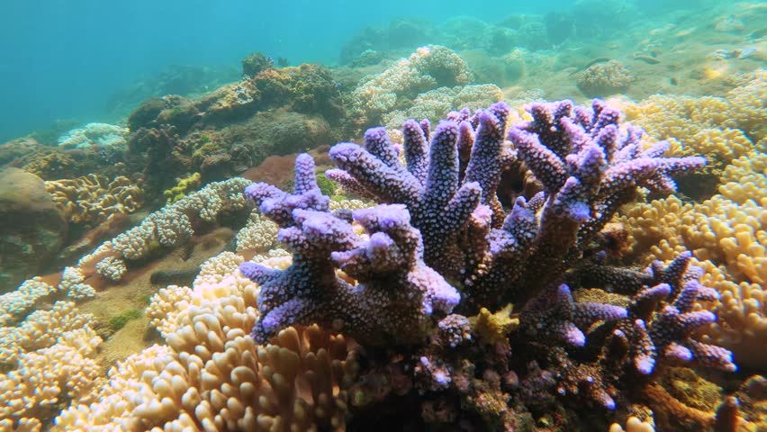 still view of underwater blue lavender finger branching Staghorn coral surround with leather corals on the bottom with shining from sunlight hue ray reflection light during day in Xiyupingyu Penghu Royalty-Free Stock Footage #1103914663