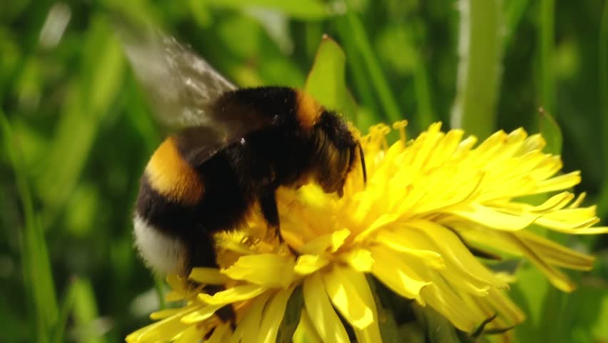 Bumblebee in yellow dandelion pollen. A yellow dandelion blooms beautifully and a bumblebee collects honey from the flower Royalty-Free Stock Footage #1103915595