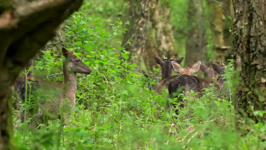 Ashridge Estate Wild Deer in woodland Royalty-Free Stock Footage #1103916067