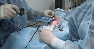 Endoscopic surgery is performed on an animal under anesthesia in a veterinary surgeon. Veterinarian endoscopist works with endoscopic equipment in the abdominal cavity of the animal.