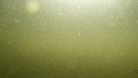 Pike attacking a small bait fish. Dramatic underwater video. Northern Pike, Esox Lucius in Lipno Lake.