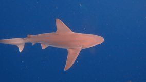Sandbar shark swims in circles just under oceans surface - wide shot