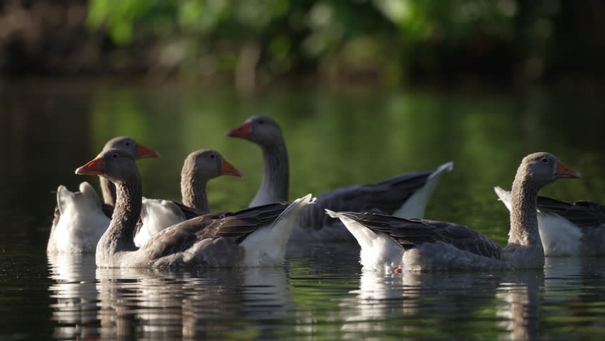 A flock of Greylag or Graylag geese (Anser anser) floating on a river surface. Static telephoto shot