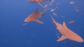 Bull sharks swimming with other fish just under the surface of the ocean