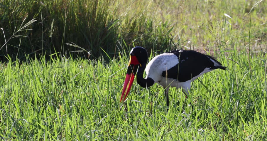 Saddle Billed Stork wading through the natural African habitat