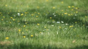 Sunlit day with yellow and white blooms.
Video showcasing the serene beauty of a lush green meadow.