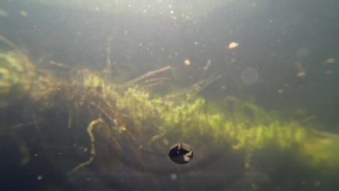 Underwater close-up tracking shot of a tadpole swimming in slow motion with strong lens flare.