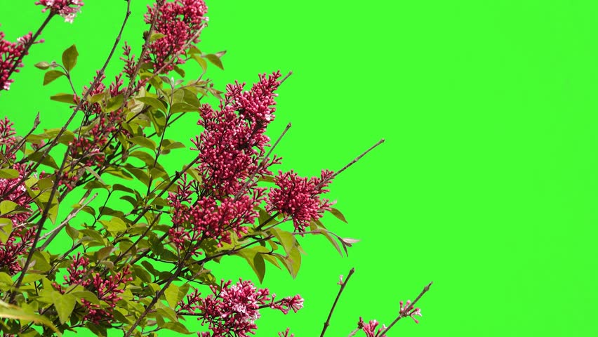 lilac flowers on a green screen 