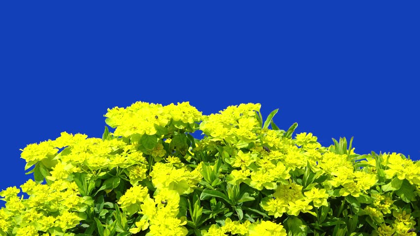  euphorbia epithymoides on a blue screen 