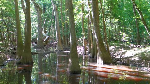 cypress forest and swamp of Congaree National Park in South Carolina