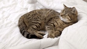 tabby cat sleeping on blanket,woman owner hand petting animal.kitty with figurine house shape with heart in middle.kitten lying on bed,caresses and purrs,grooming itself cleaning with tongue.4k - Powered by Shutterstock - Get 15% off with code: PIKWIZARD15