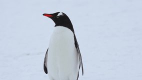 Gentoo penguin standing alone on snow hill, Antarctica, closeup shot - Powered by Shutterstock - Get 15% off with code: PIKWIZARD15
