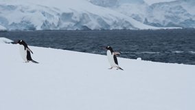 Two Gentoo penguins walking on a snow hill with ocean and glacier mountain in background, Antarctica - Powered by Shutterstock - Get 15% off with code: PIKWIZARD15