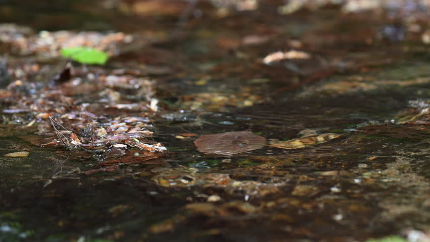 Gentle Cascades of a Springtime Brook in the Forest