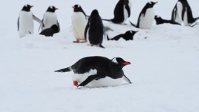 Close-up shot of Gentoo penguin crawling on ice with penguins colony in background, Antarctica - Powered by Shutterstock - Get 15% off with code: PIKWIZARD15
