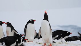 Gentoo penguins colony huddled on ice, singing, resting, Antarctica - Powered by Shutterstock - Get 15% off with code: PIKWIZARD15