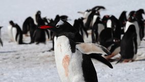 Closeup shot of Gentoo penguin walking on ice with open wings and penguin colony in background, Antarctica - Powered by Shutterstock - Get 15% off with code: PIKWIZARD15