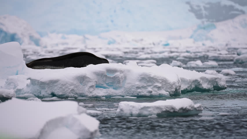 Ross Antarctic seal moving smoothly on top of a floating ice piece