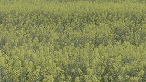 Blooming rapeseed field on a sunny day. Flying above stunning yellow rape fields in spring. Vegetable raw materials for biofuel production - biodiesel. Slow motion video, 10 bit ungraded D-LOG