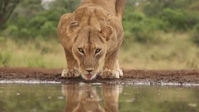 portrait of a wild african lion drinking water from a lake