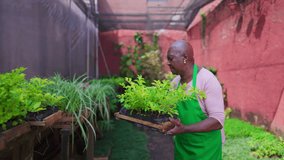 One black senior woman putting plant basket back to shelf in backyard garden. An African American older lady wearing green apron working in horticulture store. Local Business concept - Powered by Shutterstock - Get 15% off with code: PIKWIZARD15